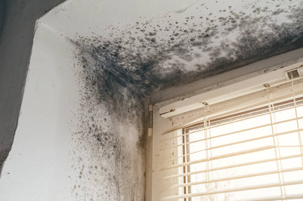 Affordable Mold Remediation solutions in Bedford, MA