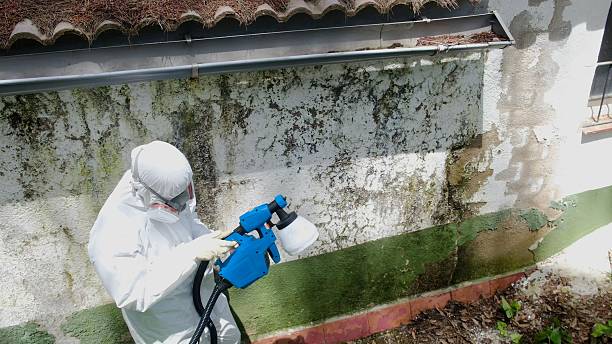 Trusted Mold Removal service in Bedford, MA - Cheap Mold Removal